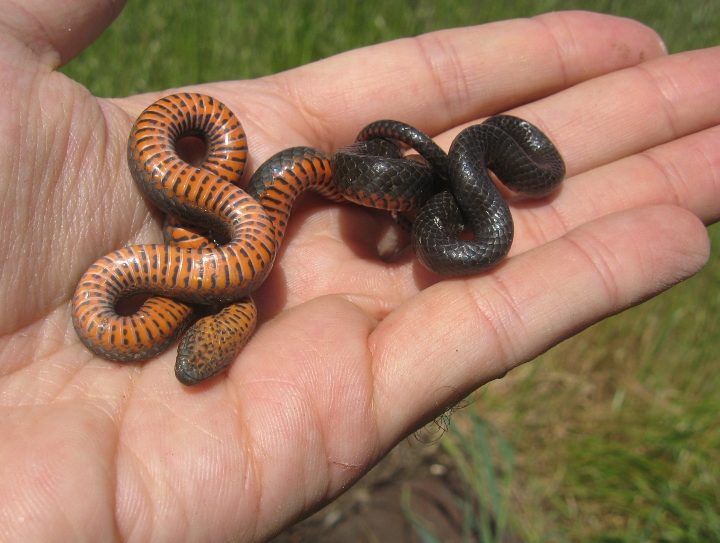 Pacific Ringneck Snake